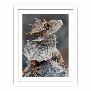Frilled lizard wildlife canvas art for earthy modern living room decor.