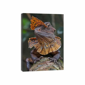 Amber frilled lizard wildlife canvas print for bold modern office decor.