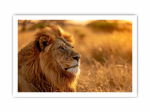 Lion at sunset wildlife canvas art for luxury living room decor.