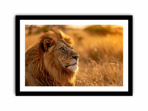 Lion Portrait Art Print