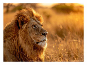 Lion Portrait