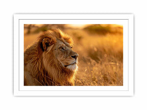 Lion at sunset wildlife canvas art for luxury living room decor.