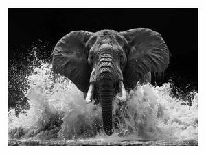 Black and white elephant canvas art with water splash for modern office wall decor.