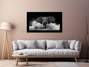 Water Elephant