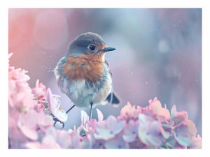 Little Robin
