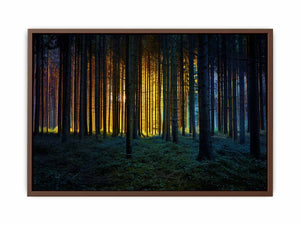 Colorful Forest Poster