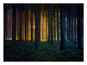 Golden light forest photography canvas art for dramatic modern living room decor.