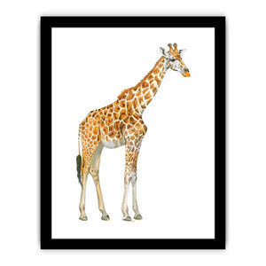 Baby Zebra Art Print