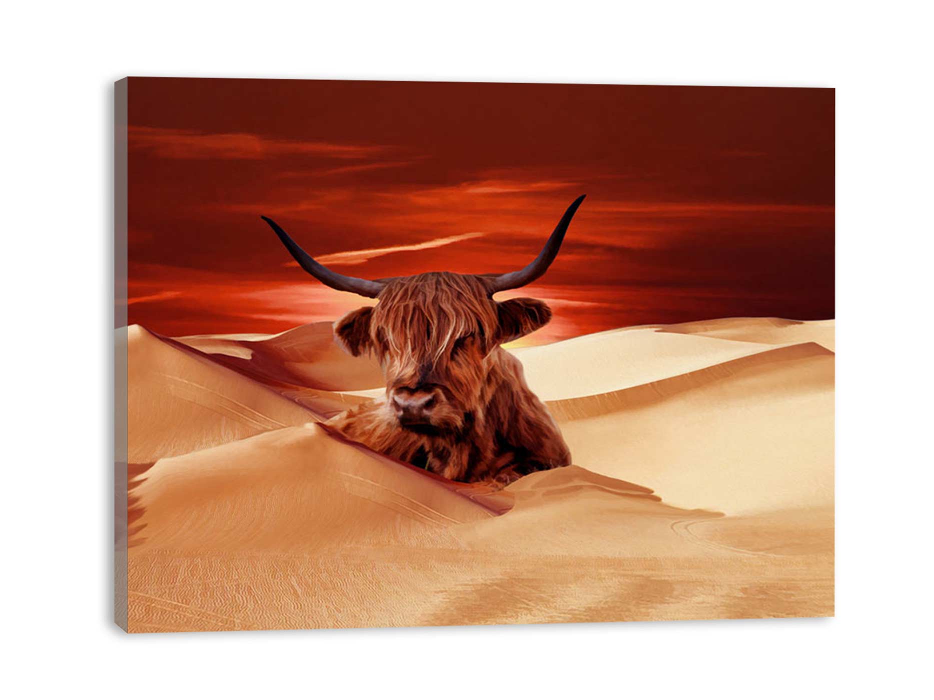 Highland Cow In Desert