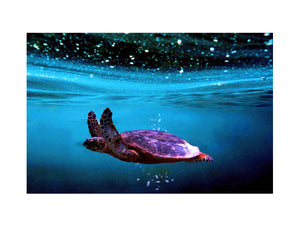 Sea Turtle Artwork