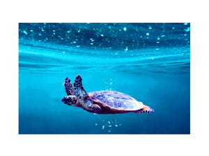 Sea Turtle Art
