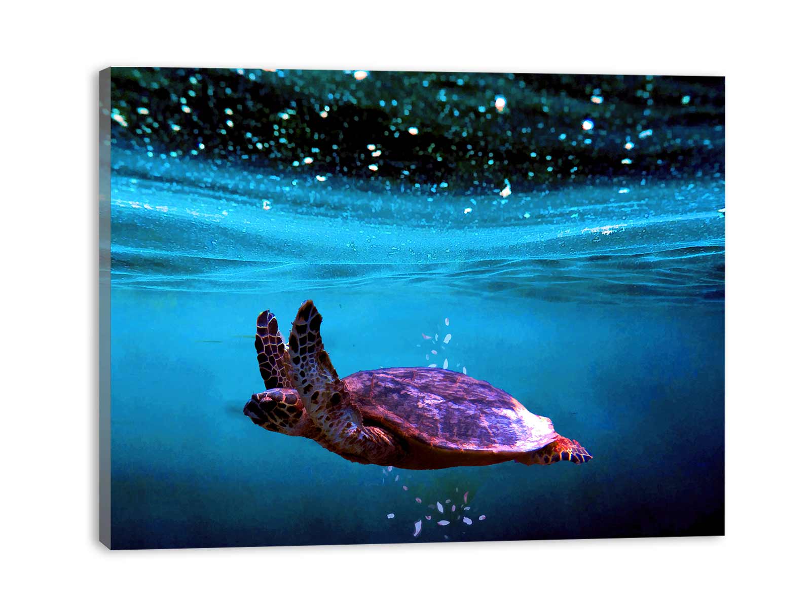Sea Turtle Art