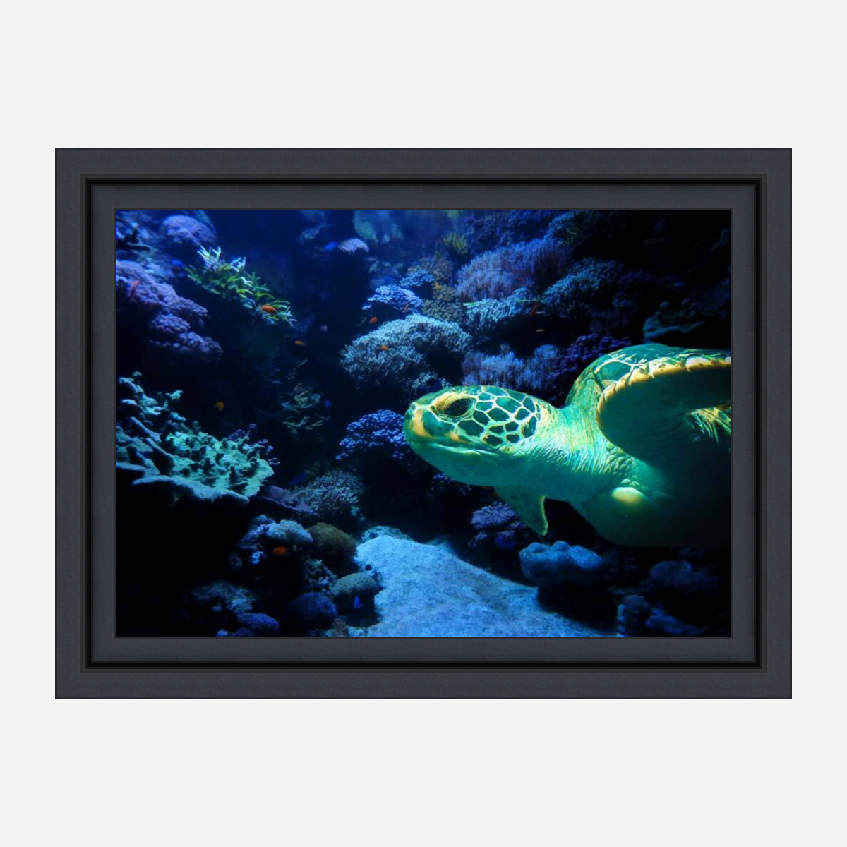 Turtle Art Painting