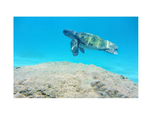 Turtle Artwork Painting