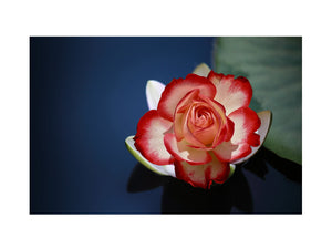 Lily Flower Painting 2
