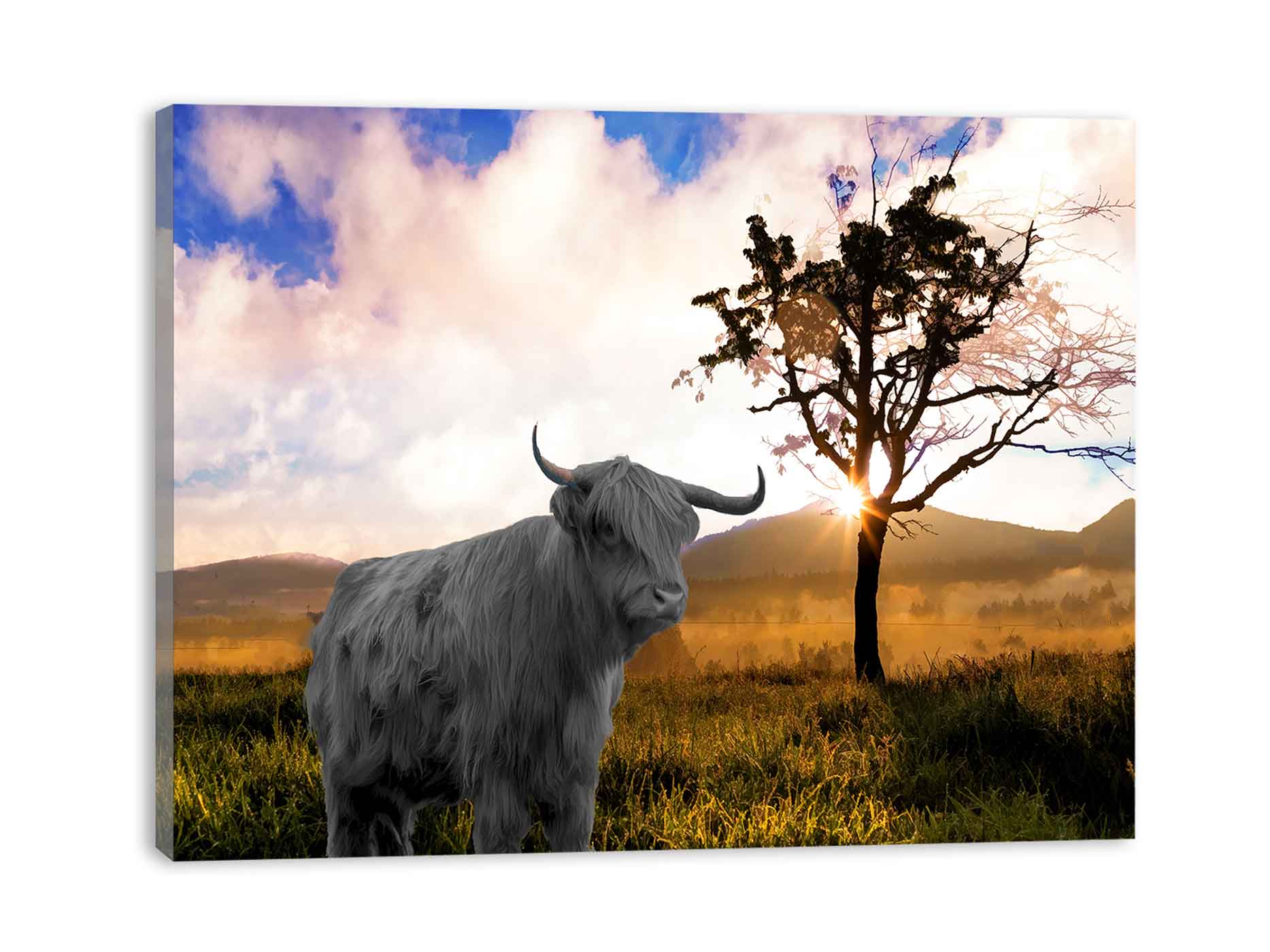 Highland Cow In Farm