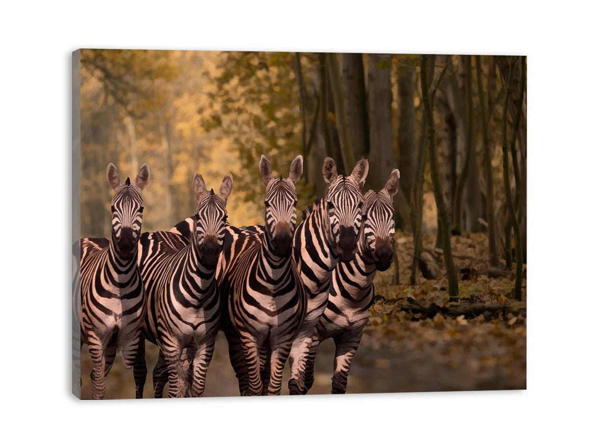 Dazzle Zebra Painting