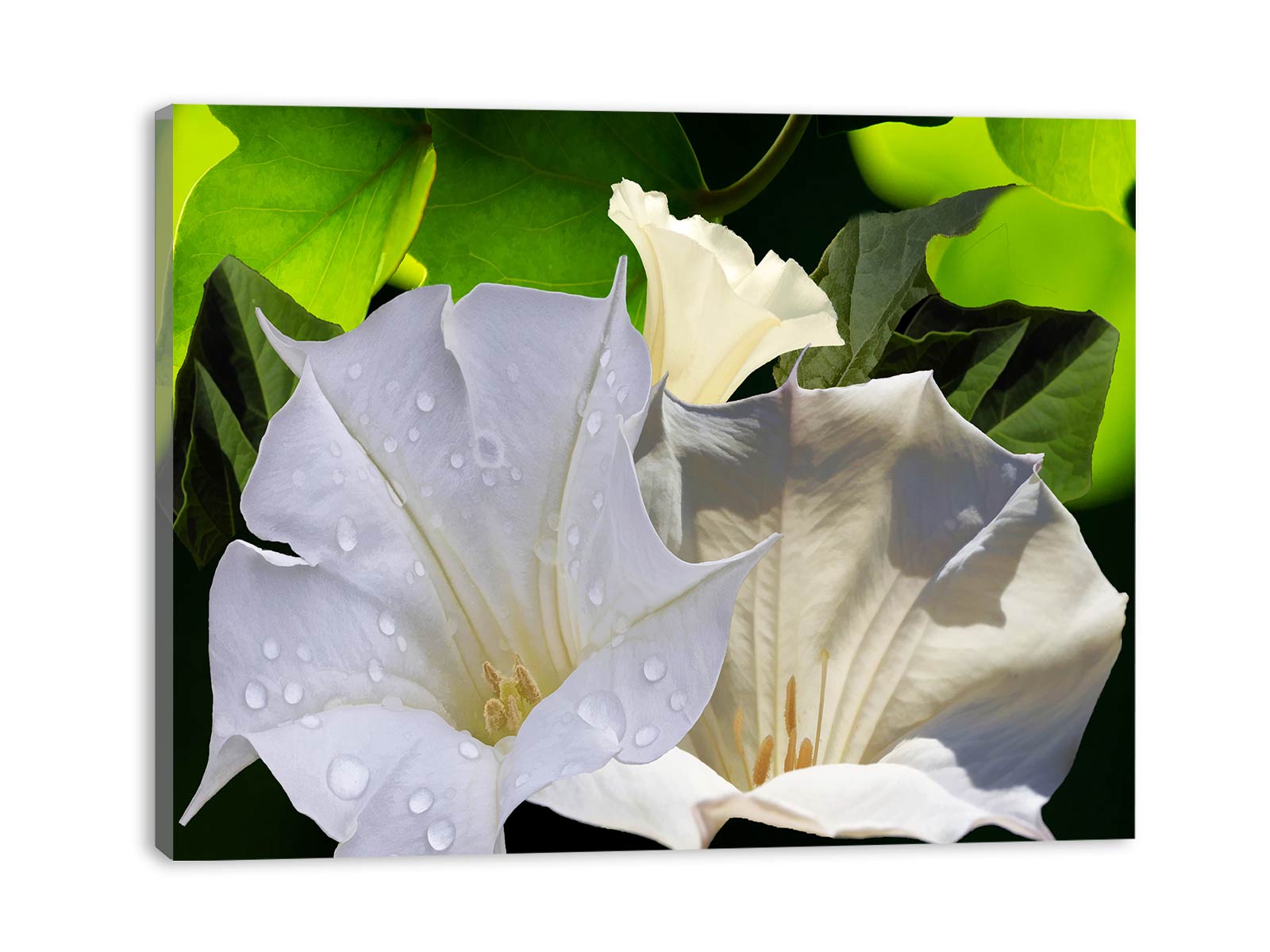 Jimsonweed Painting