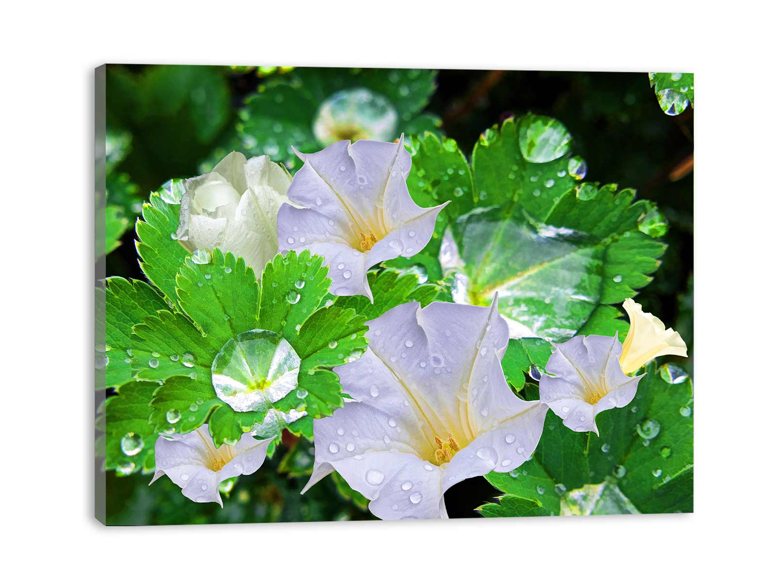Dewdrop Jimsonweed Painting