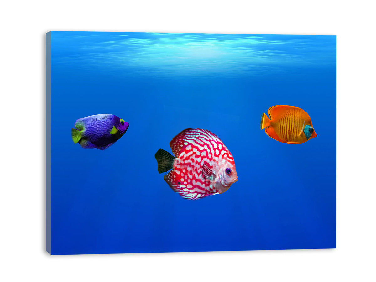 Colorfull Sea Fish Painting