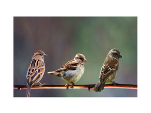 Birds on Tree Branch Painting