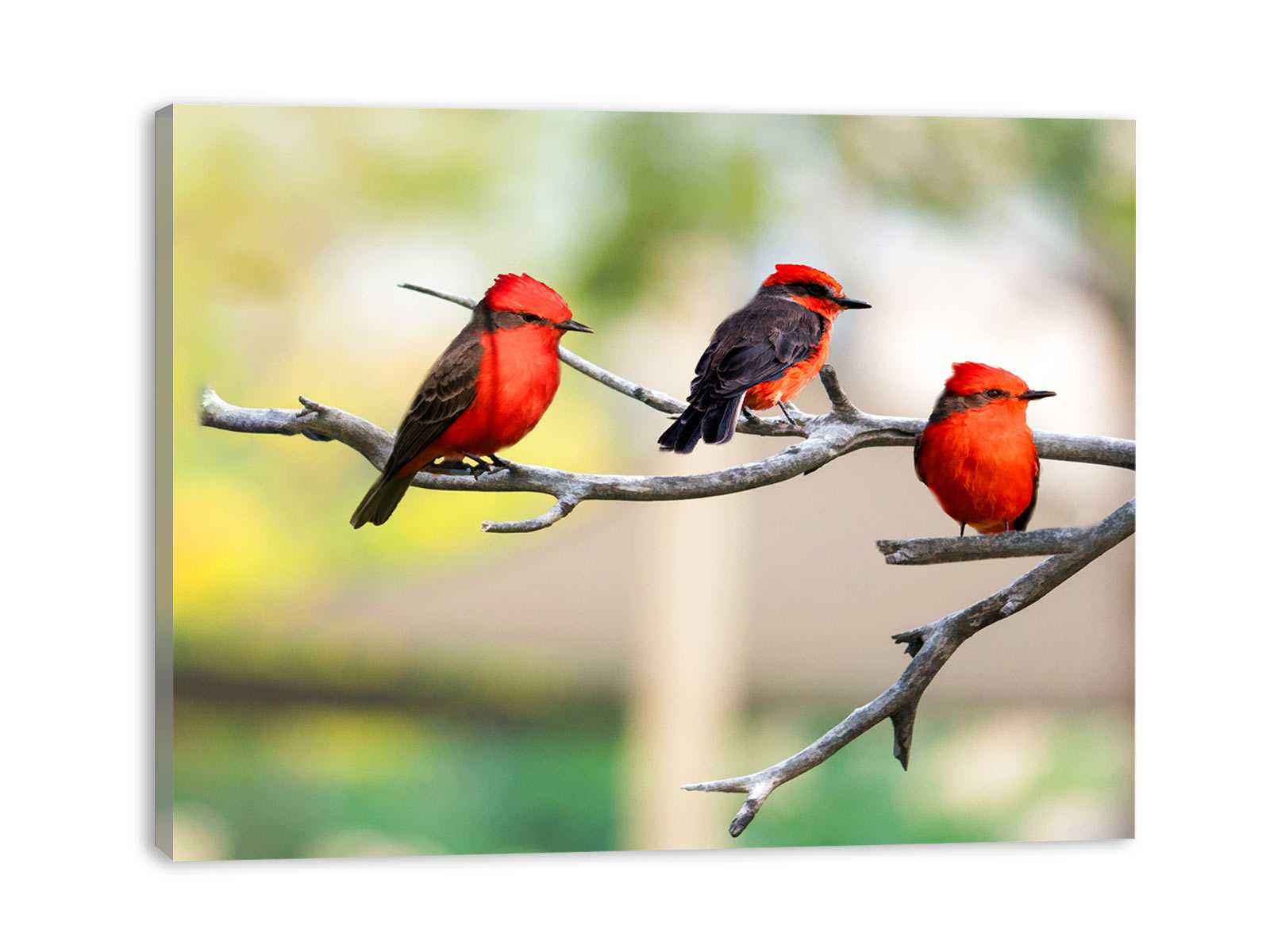 Colorful Birds Painting