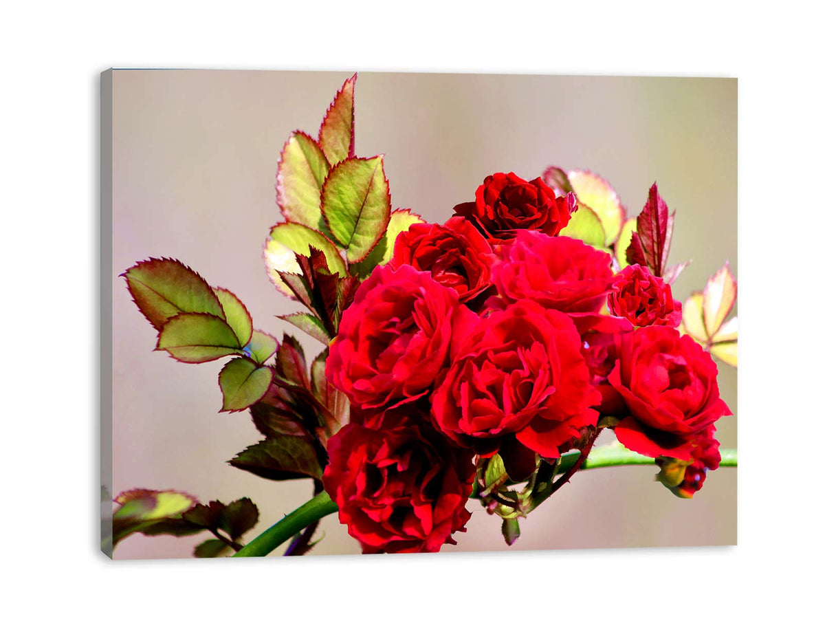 Rose Painting