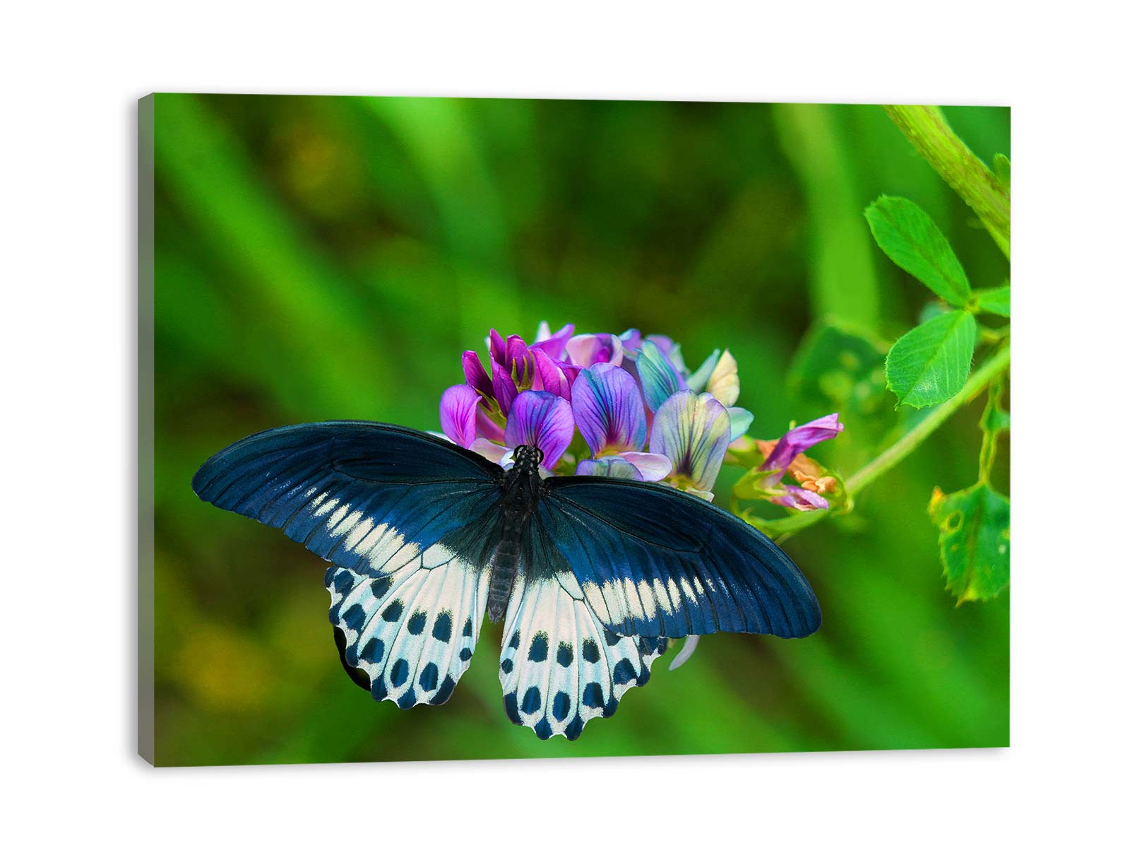 Butterfly On Flower Painting