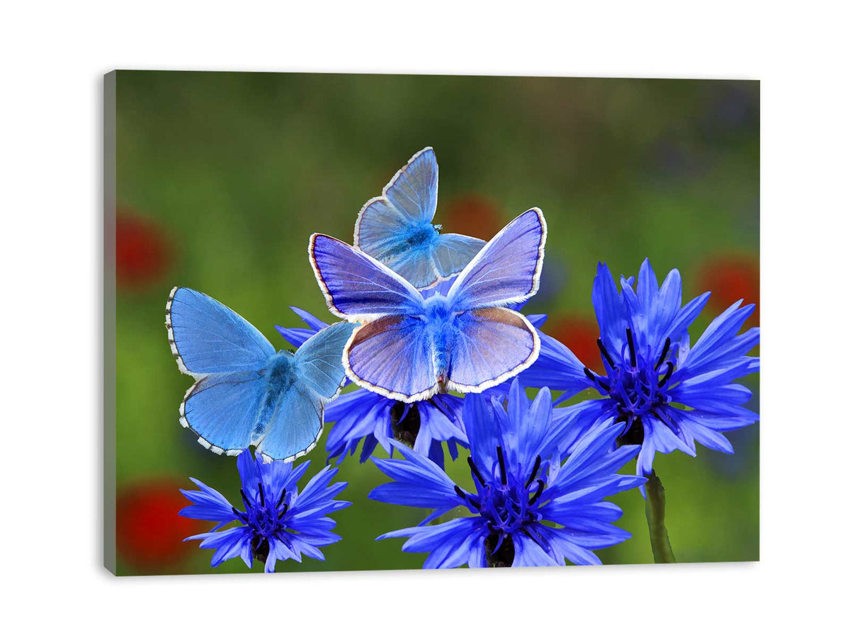 Blue And White Butterfly Painting