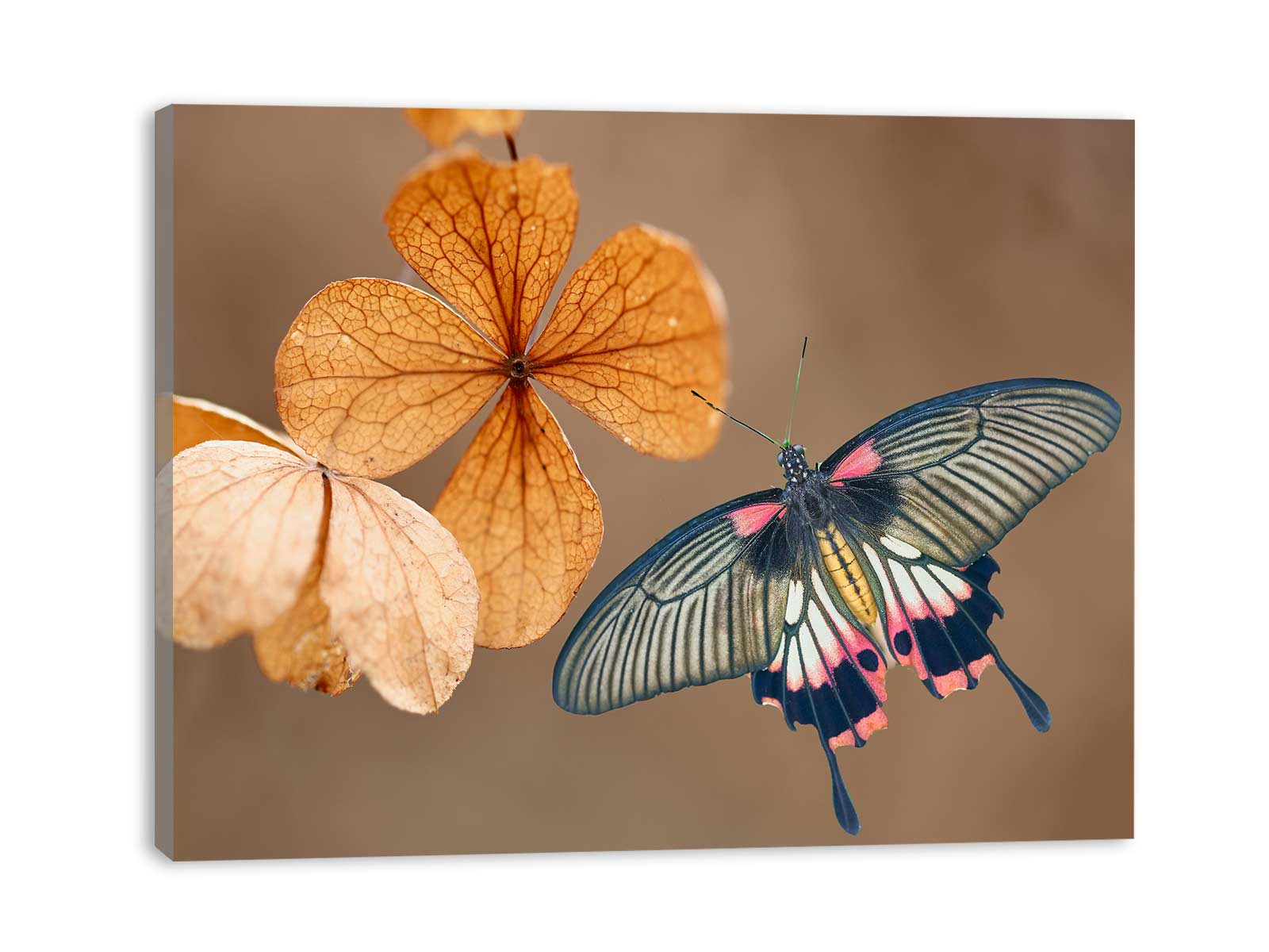 Butterfly & leaves Painting