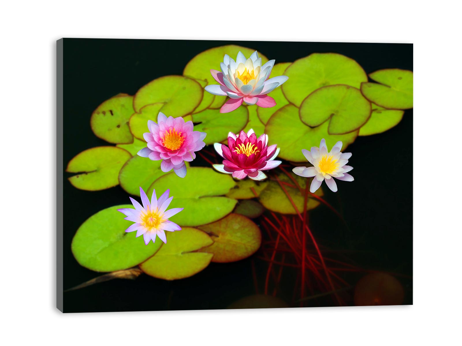 Lily Flower With Stem Painting