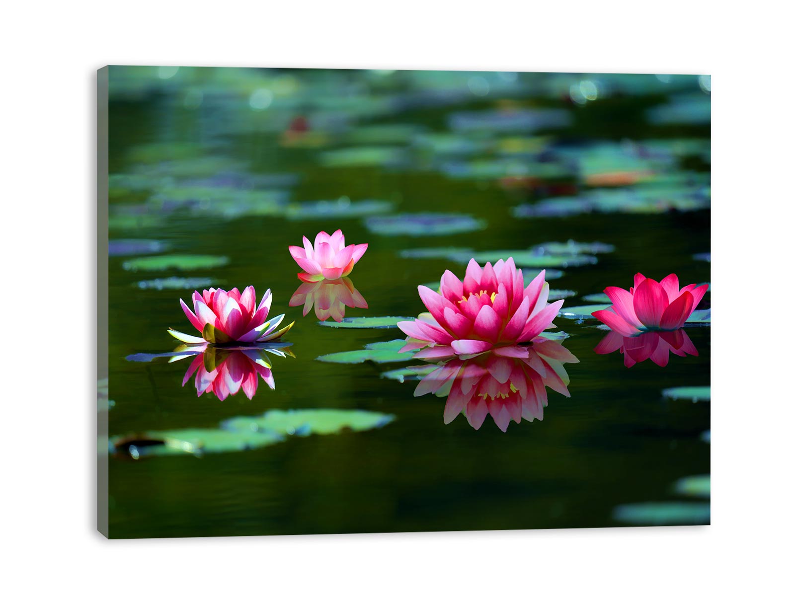 Lily Pink Flower Prints