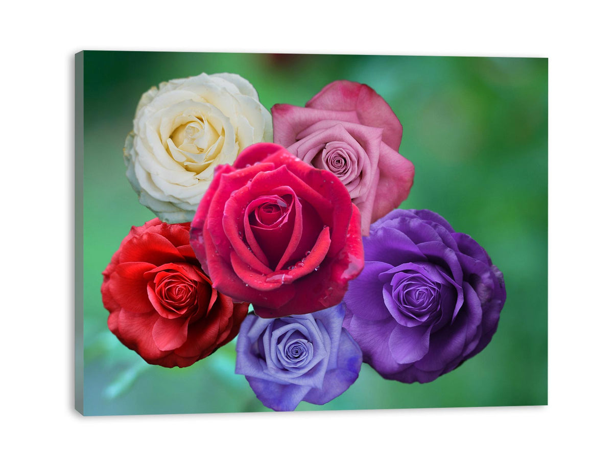Multicolor Rose Painting