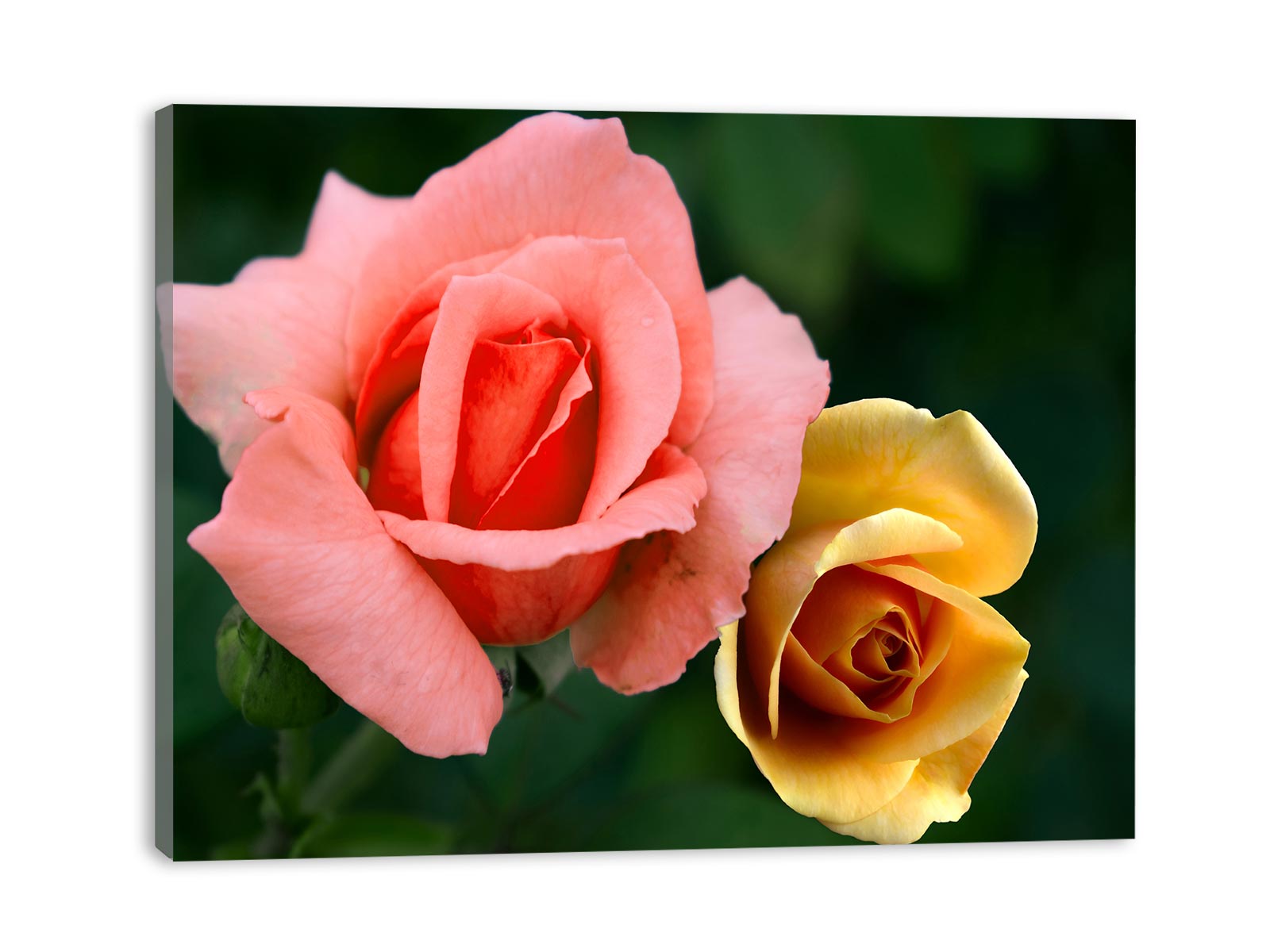 Pink And Yellow Rose Painting