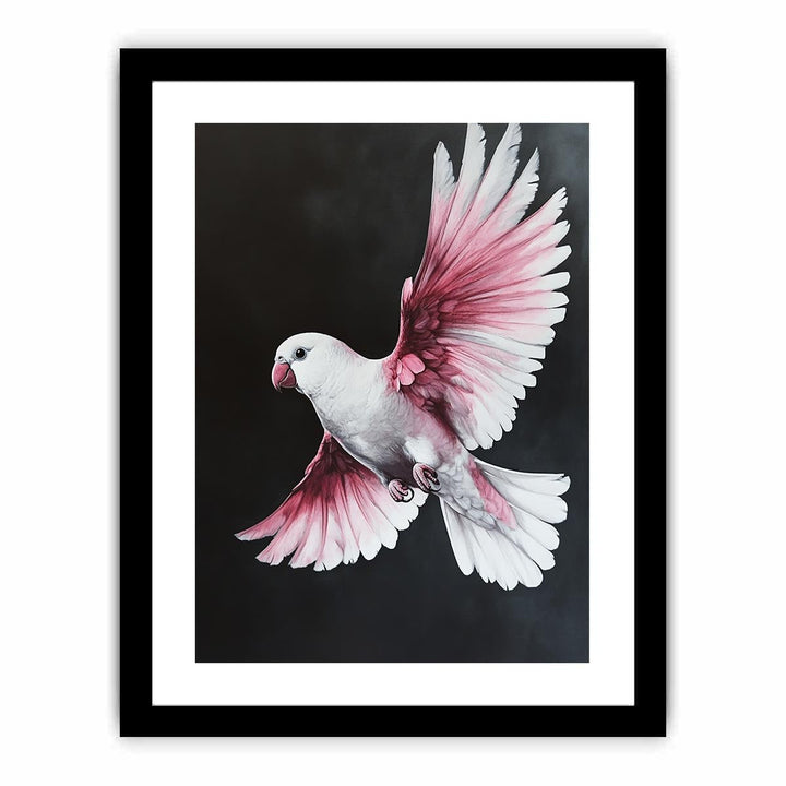 Galah Bird  Art Print