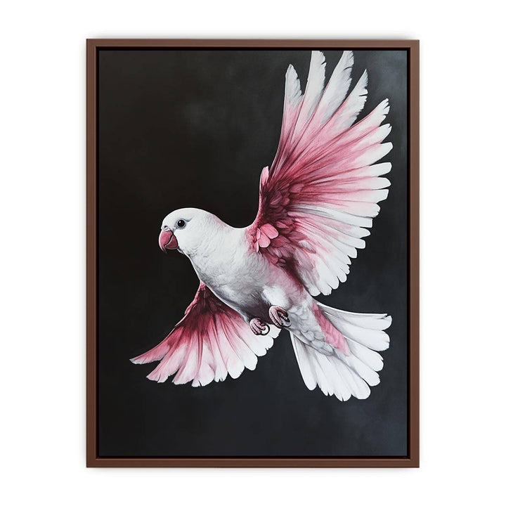 Galah Bird  Poster