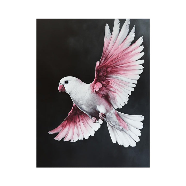 Galah Bird