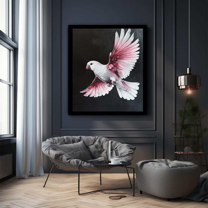 Galah Bird 