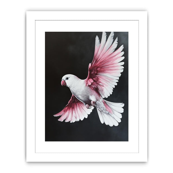 Galah Bird Streched canvas