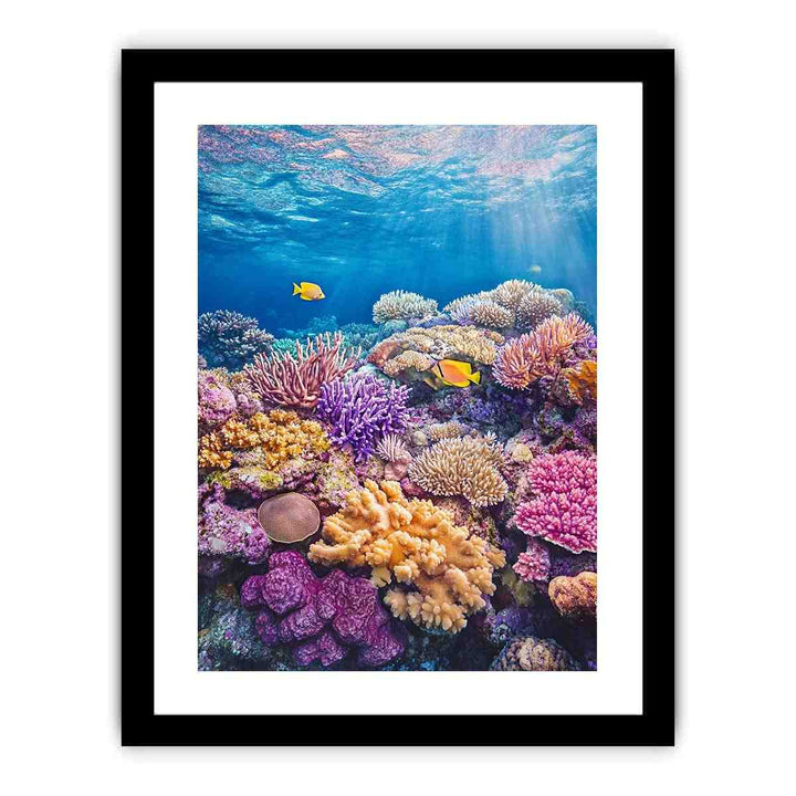 the Great Barrier Reef Photo  Art Print