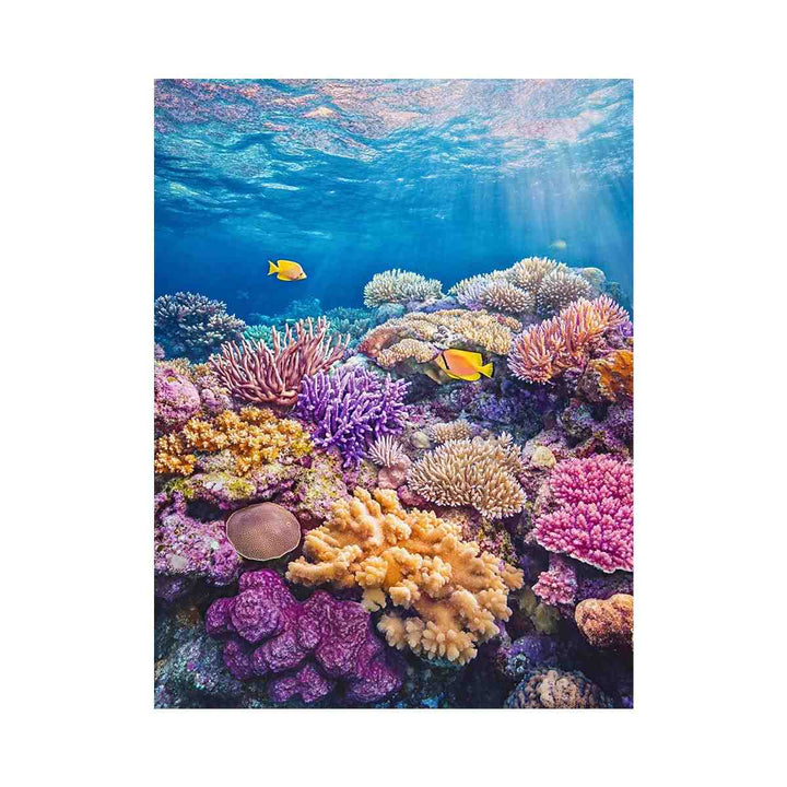 the Great Barrier Reef Photo