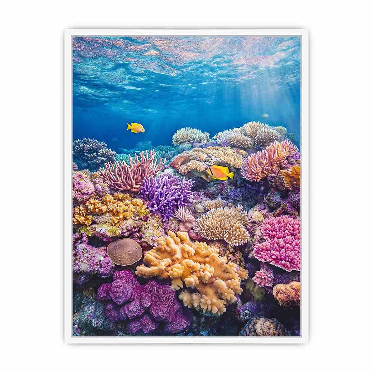 the Great Barrier Reef Photo Framed Print