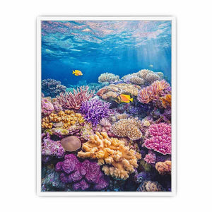 the Great Barrier Reef Photo Framed Print