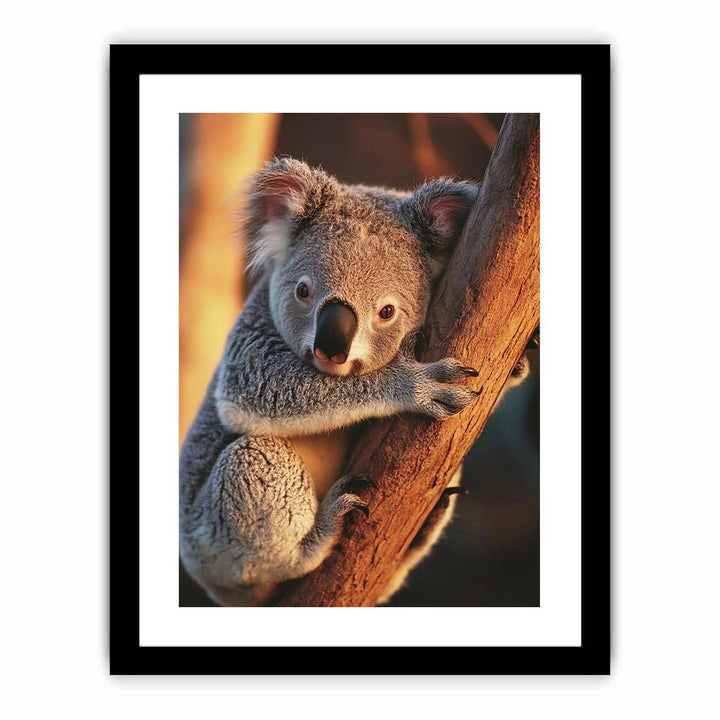 Koala  Art Print