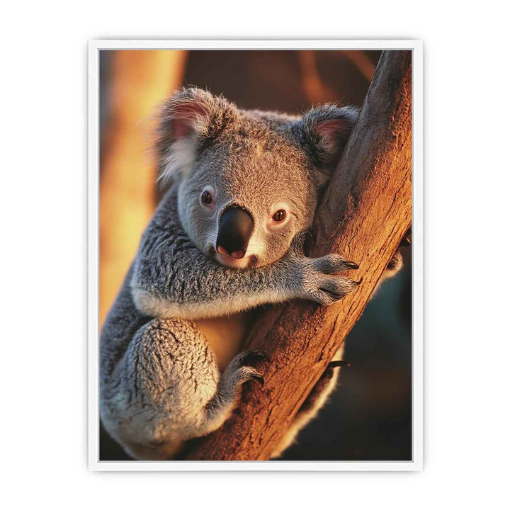 Koala Framed Print