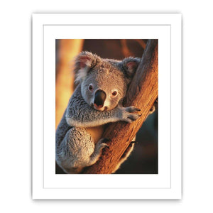 Koala Streched canvas