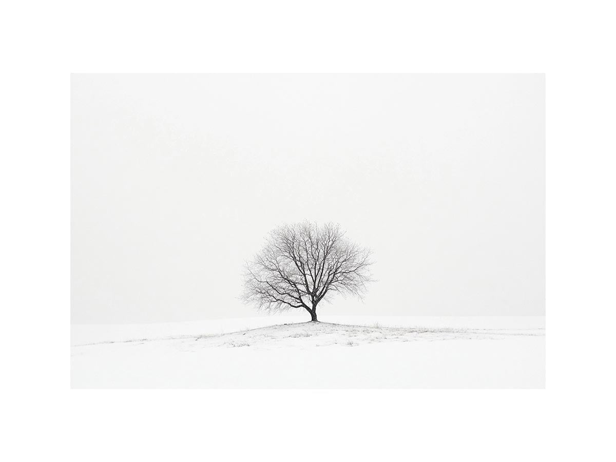 isolated Tree 11