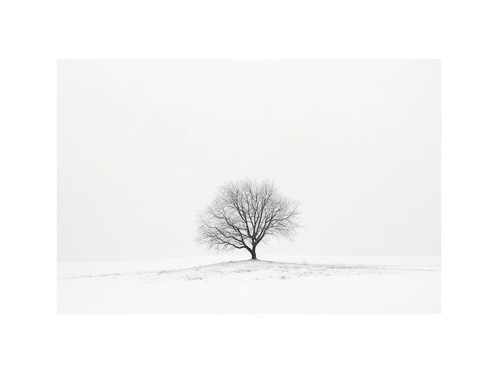 isolated Tree 11