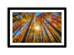Sunshine 11  Art Print