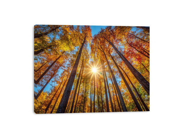 Sunshine 11 Canvas Print